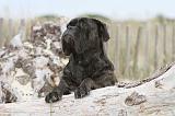 CANE CORSO 547